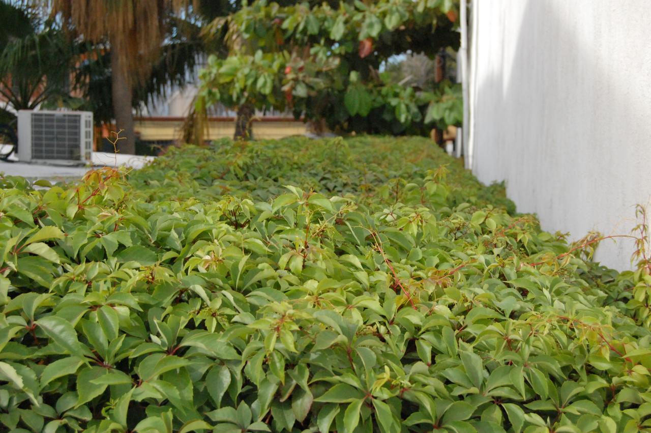 فندق Leo'S Baja Oasis لاباز المظهر الخارجي الصورة
